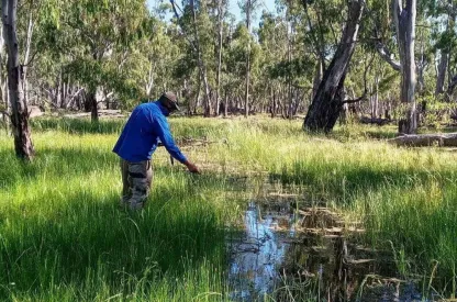 A man in a blue shirt wades through a wetlands area